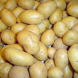 GRENAILLE 2,5KG